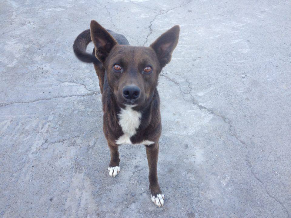 cane2
